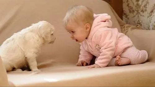 怀孕后养宠物的危害有哪些,孕早期养宠物有哪些危害