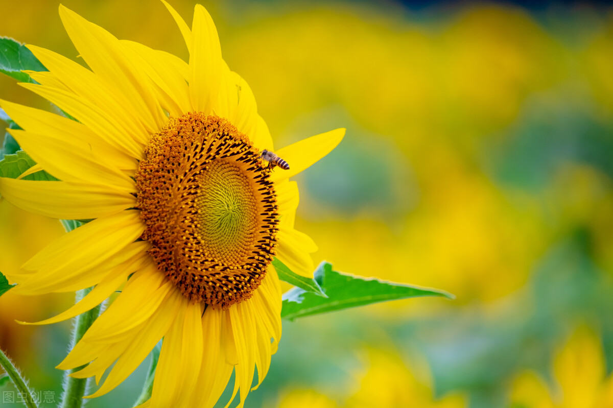 外阴白斑病是因为什么原因引起的,外阴白斑怎么样才会转癌