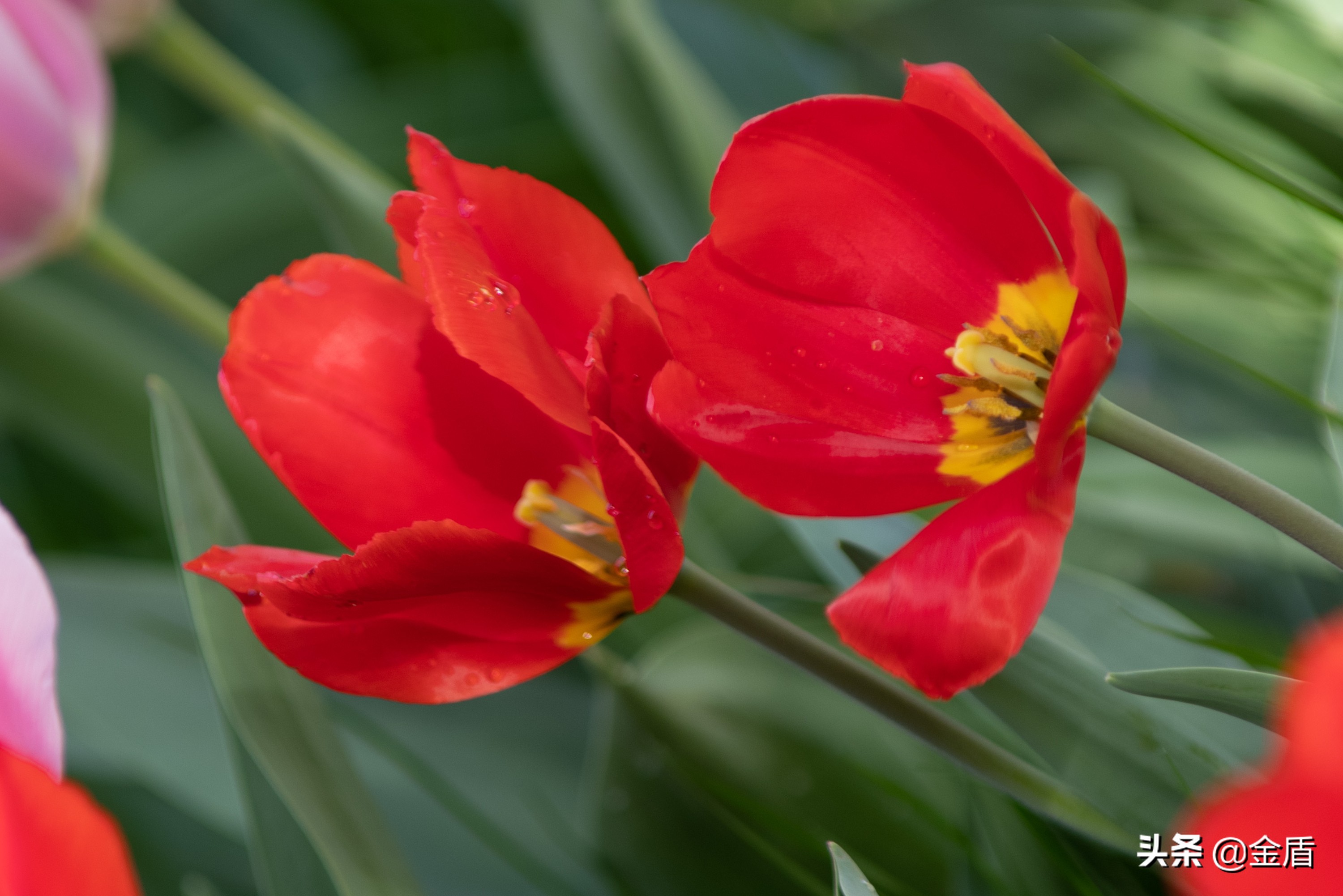 粉红皇后郁金香,花中皇后郁金香全集