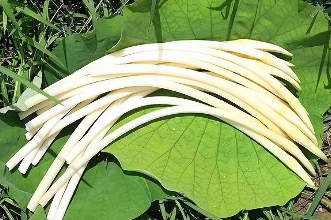夏天的第一口枇杷酸得流油,夏天的第一口荔枝尝个鲜