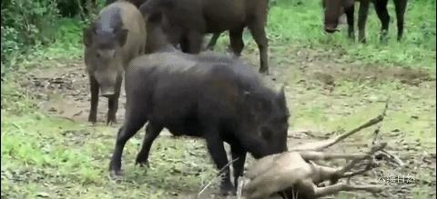 印度一头豹子被汽车碾压死亡,印度花豹被豪猪刺视频