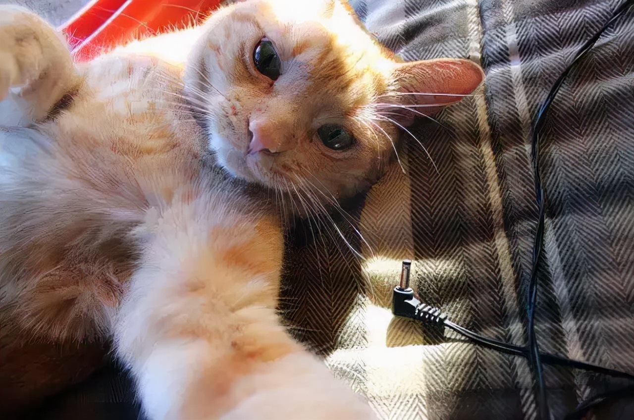 猫咪可以饿几天不死,猫咪可以饿多久会吃猫粮