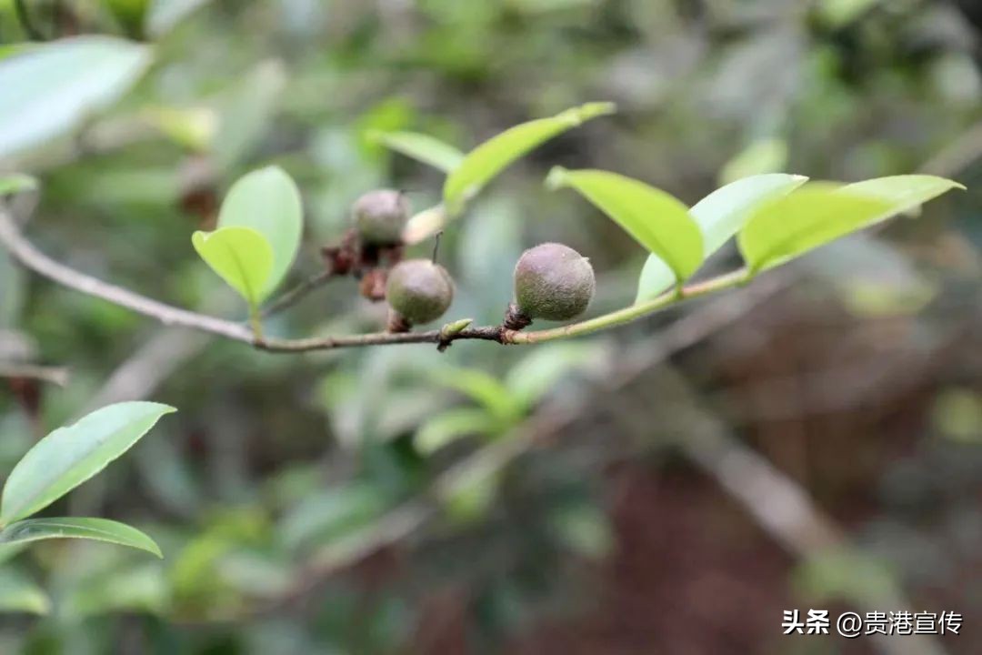 油茶果成农民致富黄金果,千亩油茶林成致富摇钱树