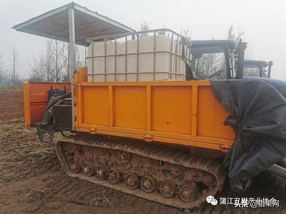 阳光一号柑橘裂果,阳光一号如何防治裂果