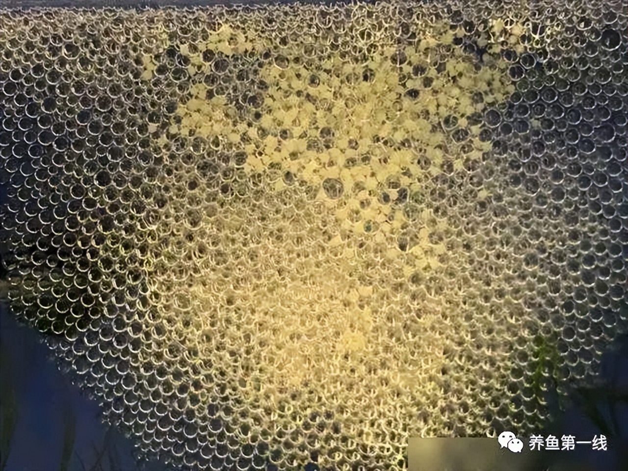 鱼卵水霉,鱼卵出现水霉病