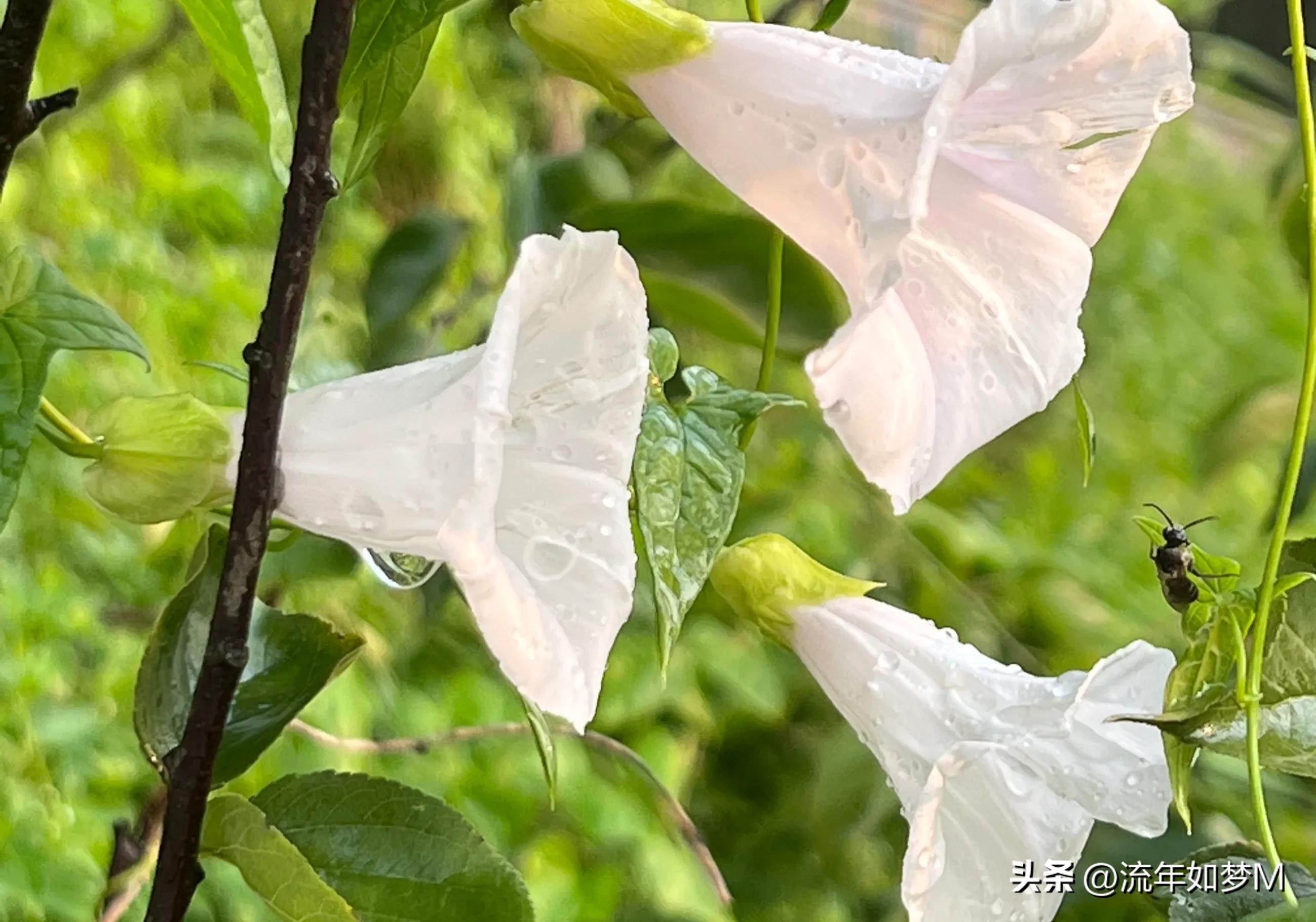 “桐歌一曲”带给我的喜欢和感动