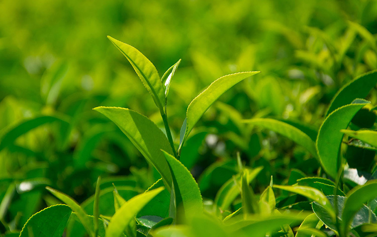 茶叶品相好，烘干设备少不了！茶叶热泵烘干工艺介绍