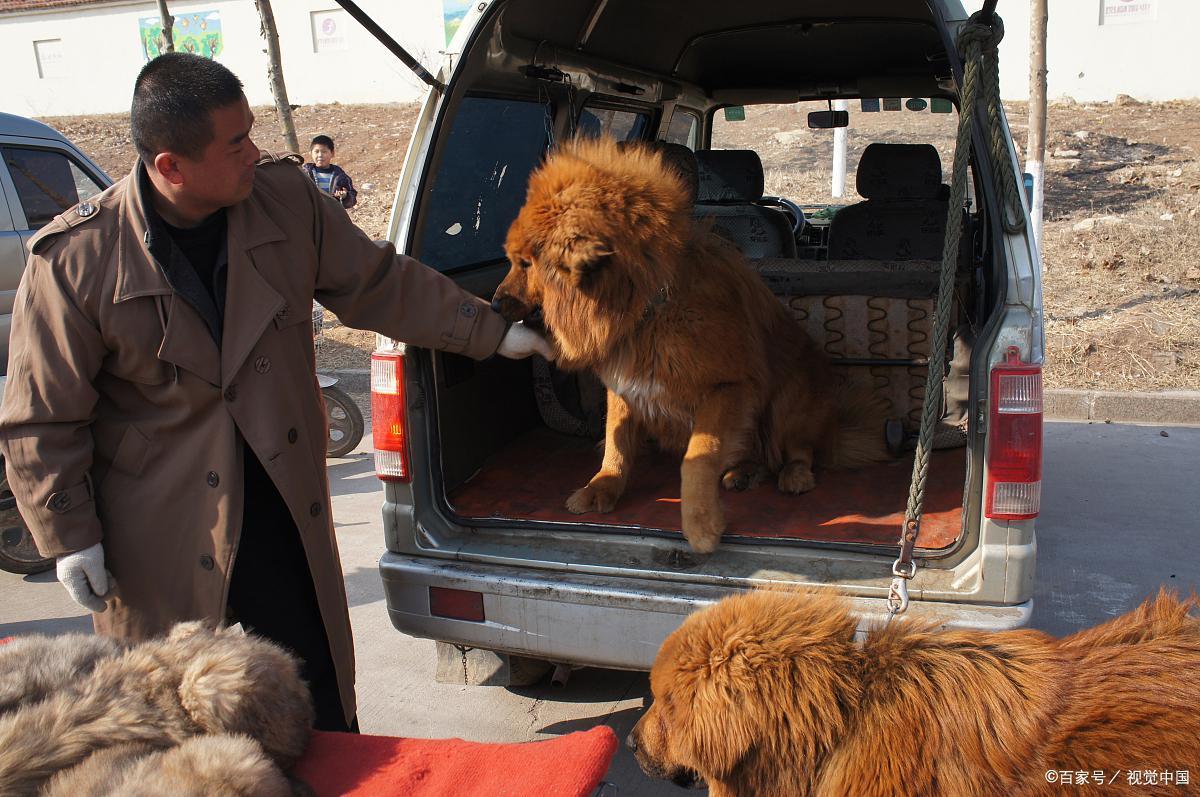 国宝成为全村人的笑话,国宝被骗钱