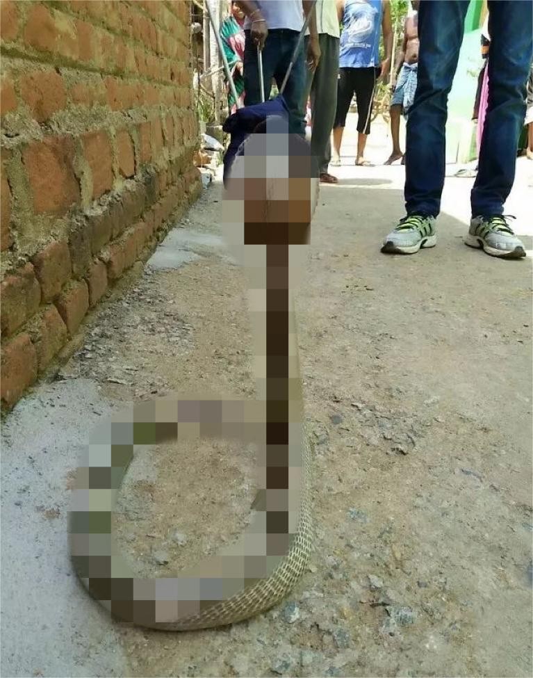 私自养野生蛇,农户私放1000条眼镜蛇