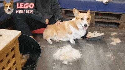 养了柯基不想养了能卖多少钱,养了柯基适合养猫么