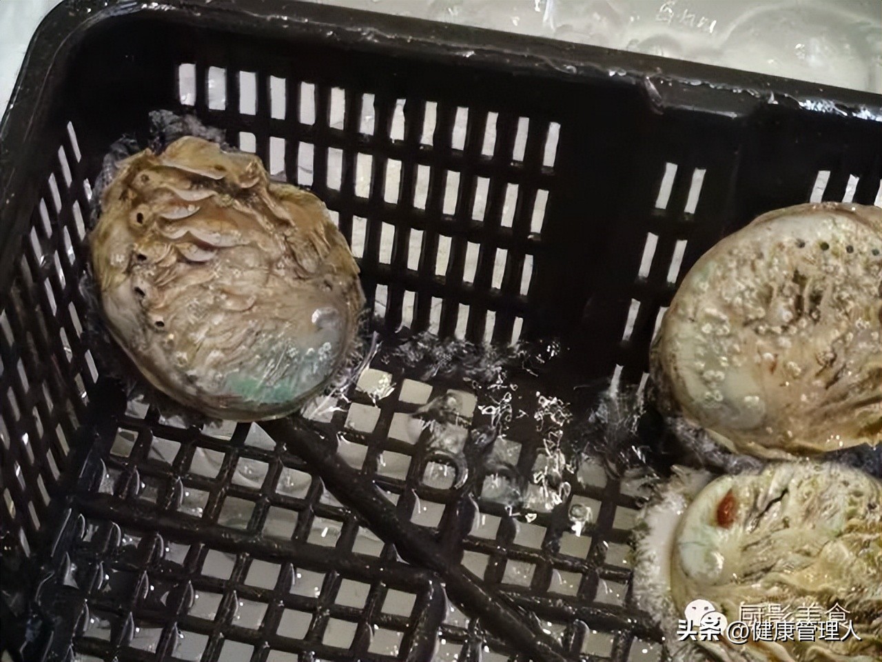 世界顶级海鲜食材,世界顶级的海鲜视频