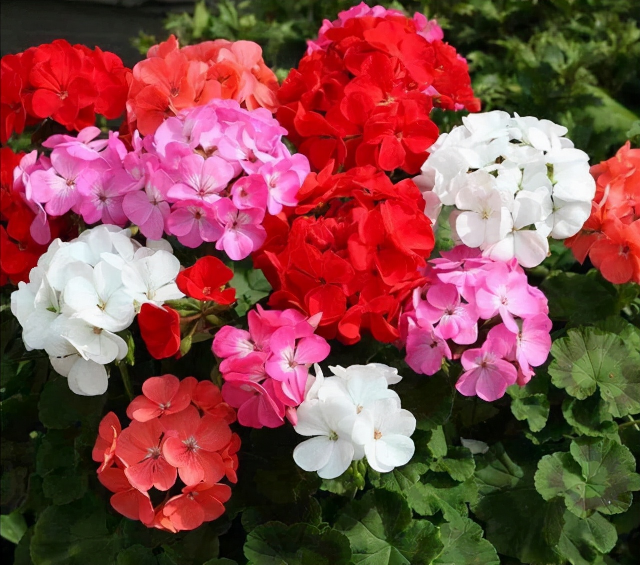 十种花不宜在室内养,这4种花最好别养在室内