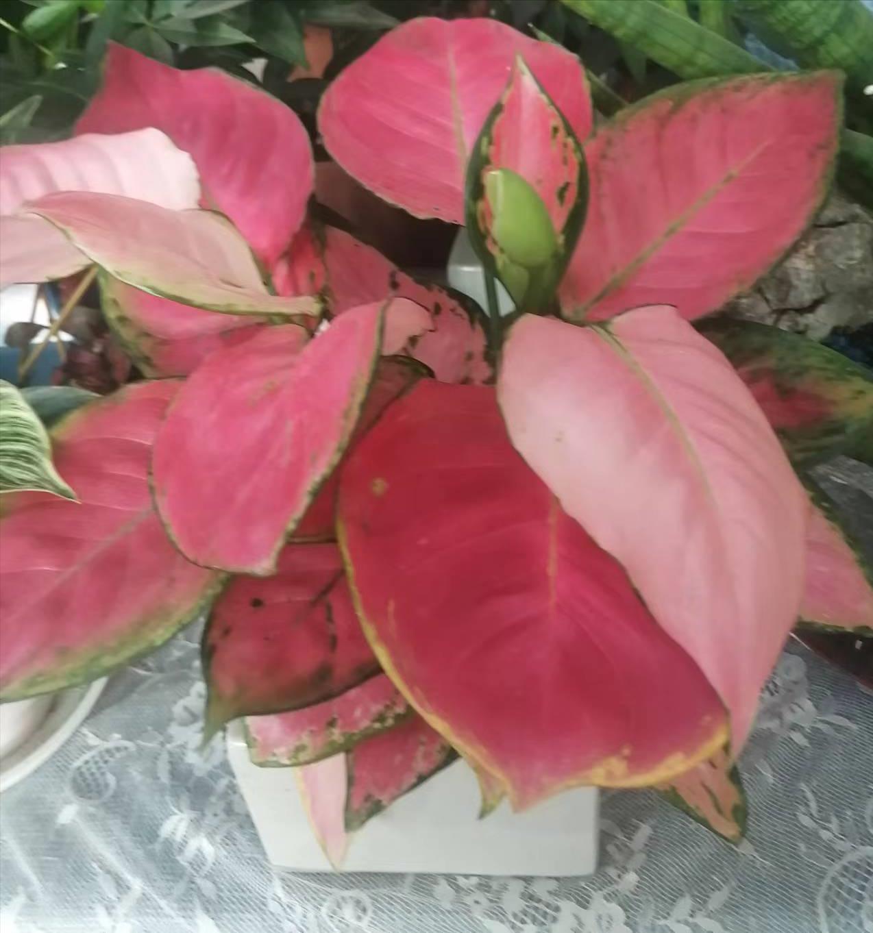 种花浇水20天盆没干能浇水吗,室内种花浇水不漏水