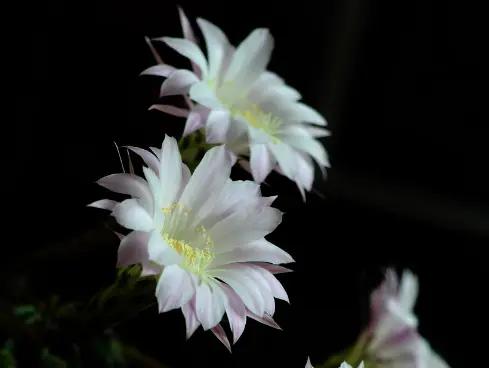 家里种的花有虫子有灭虫子方法吗,家里养的花除虫