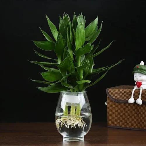 新年，贫富都要有“六种吉祥果”“六种吉祥花”，虎年虎虎生威