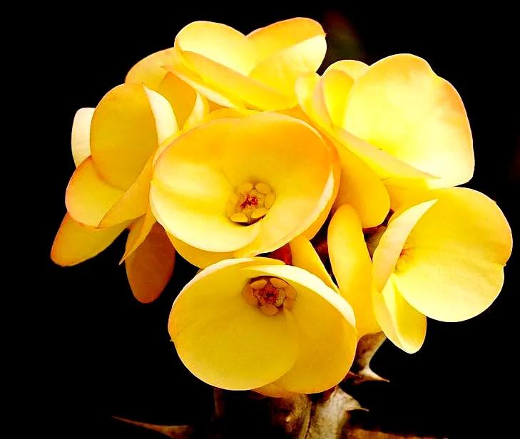 虎刺梅开花像海棠一样红,虎刺红梅花