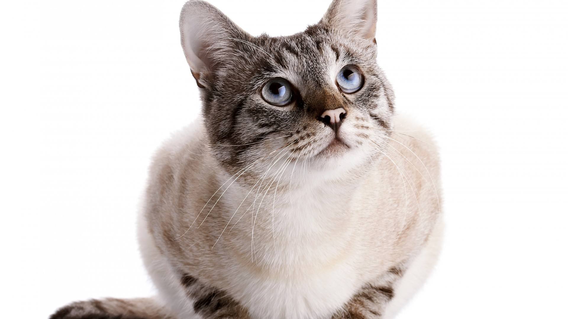 猫咪肉垫干裂严重涂什么,猫咪的肉垫需要护理吗