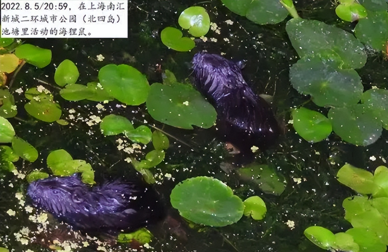 国内惊现巨型老鼠,上海巨型老鼠