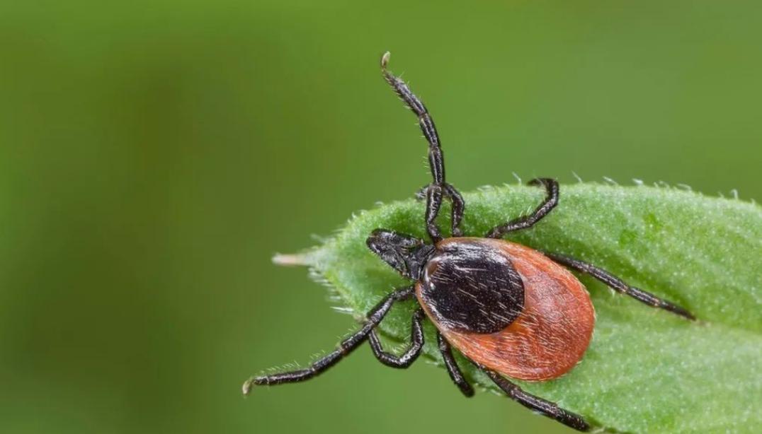 仓鼠咬人全身皮肤变成火龙果事件,杭州一女子买仓鼠得恙虫病