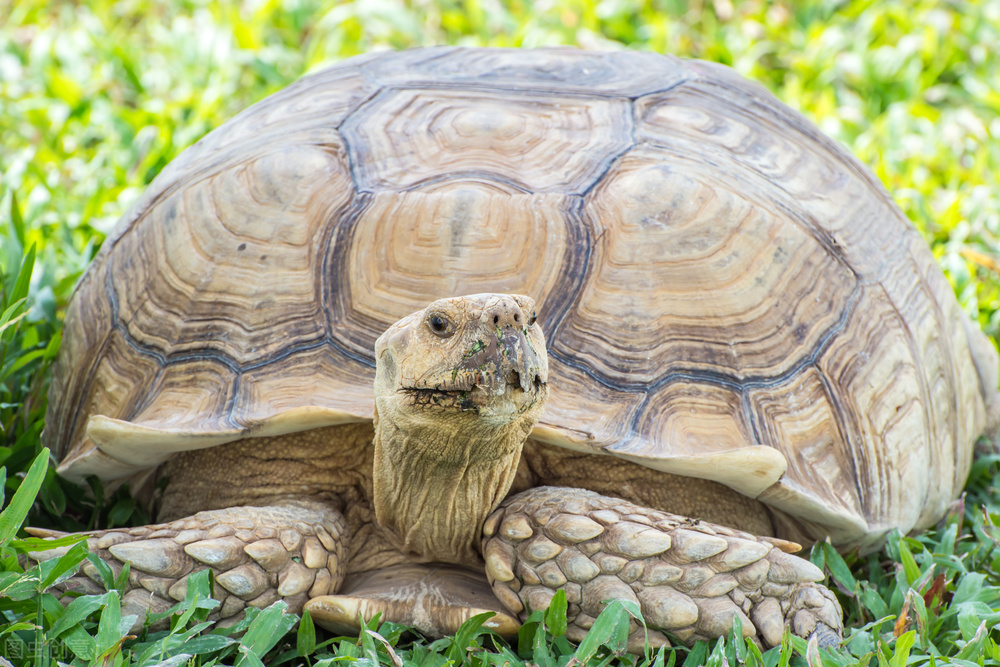 周公和桃花女的故事,周公与桃花女民间故事大全