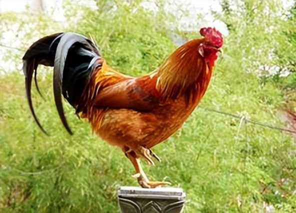 鸡兔同笼五种经典解法,鸡兔同笼解法有列表法