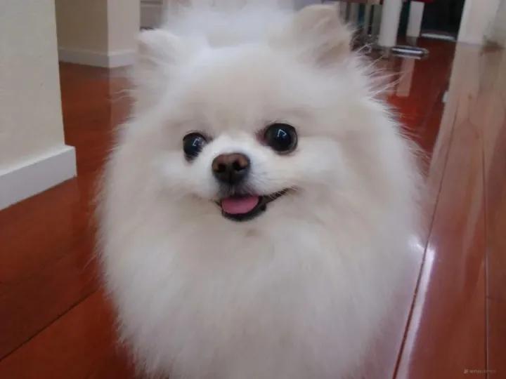 6种最聪明的狗狗你有没有养过呢,最受欢迎的10种狗狗排行榜