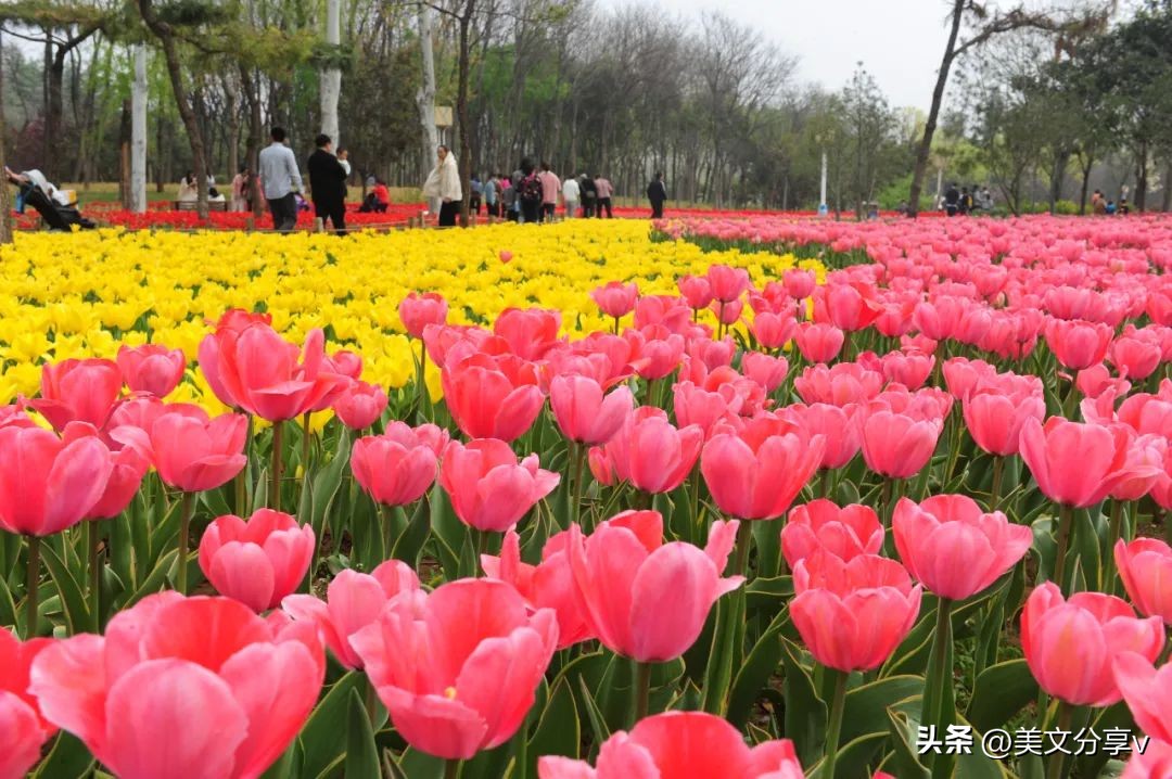 春风送暖，绿博园踏春赏梅正当时~