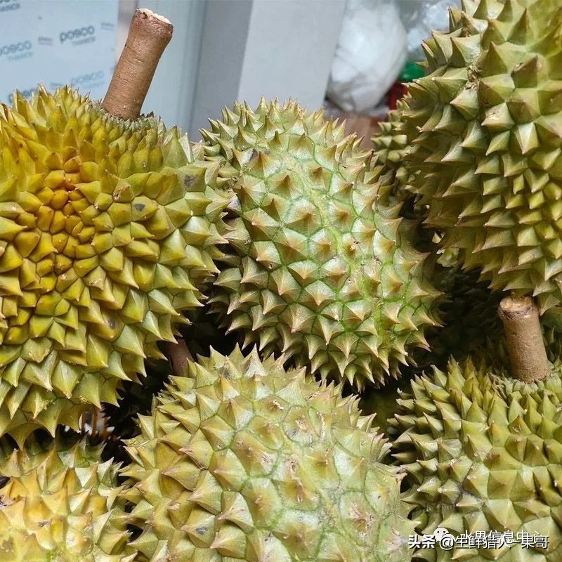 越南产地榴莲最新价格,越南榴莲品种视频