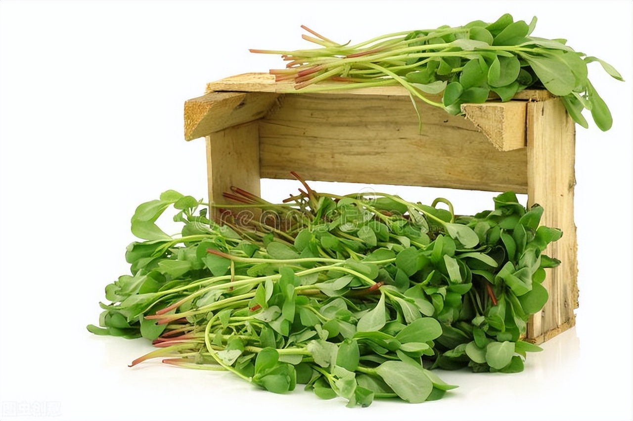 马齿苋干菜蒸包子馅的家常做法,干马齿苋蒸包子吃焯水多长时间