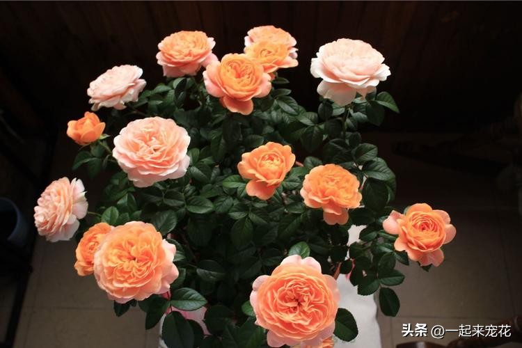 十大好养的月季,小众很仙月季