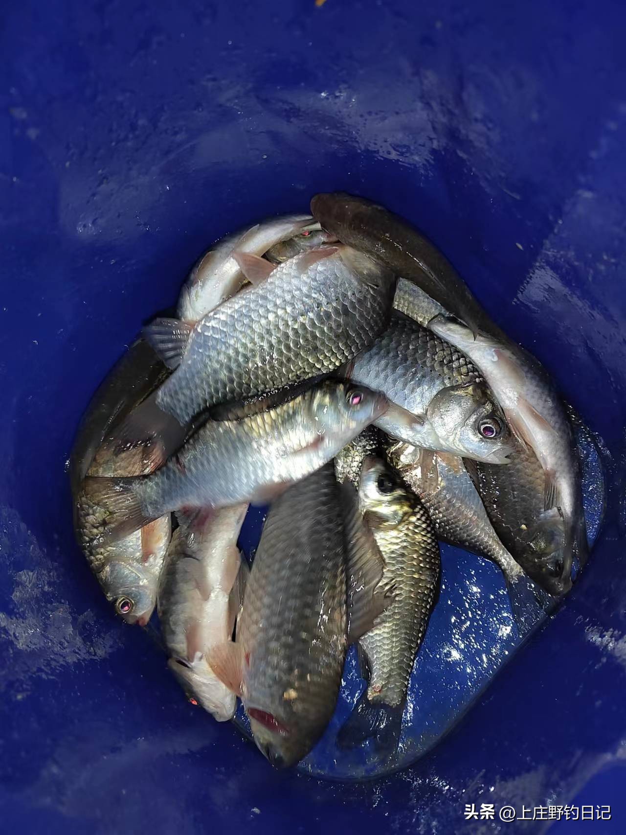 閽撻奔鏃ヨ浣庢俯閽撳満鏋佷负杩囩樉,鍨傞挀璁板繂涓殑閲庨挀