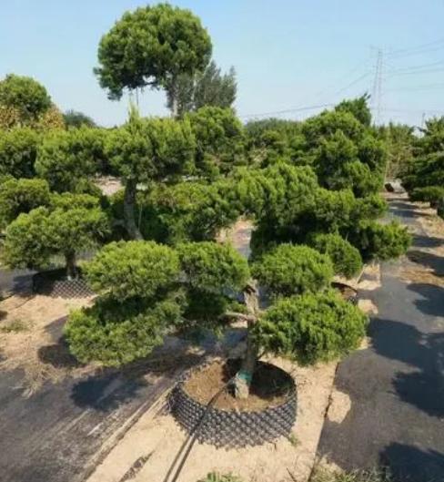 庭院绿化树种什么最好,适合庭院种植的常绿树种