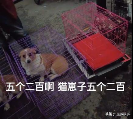 800元的布偶猫,800块钱宠物猫