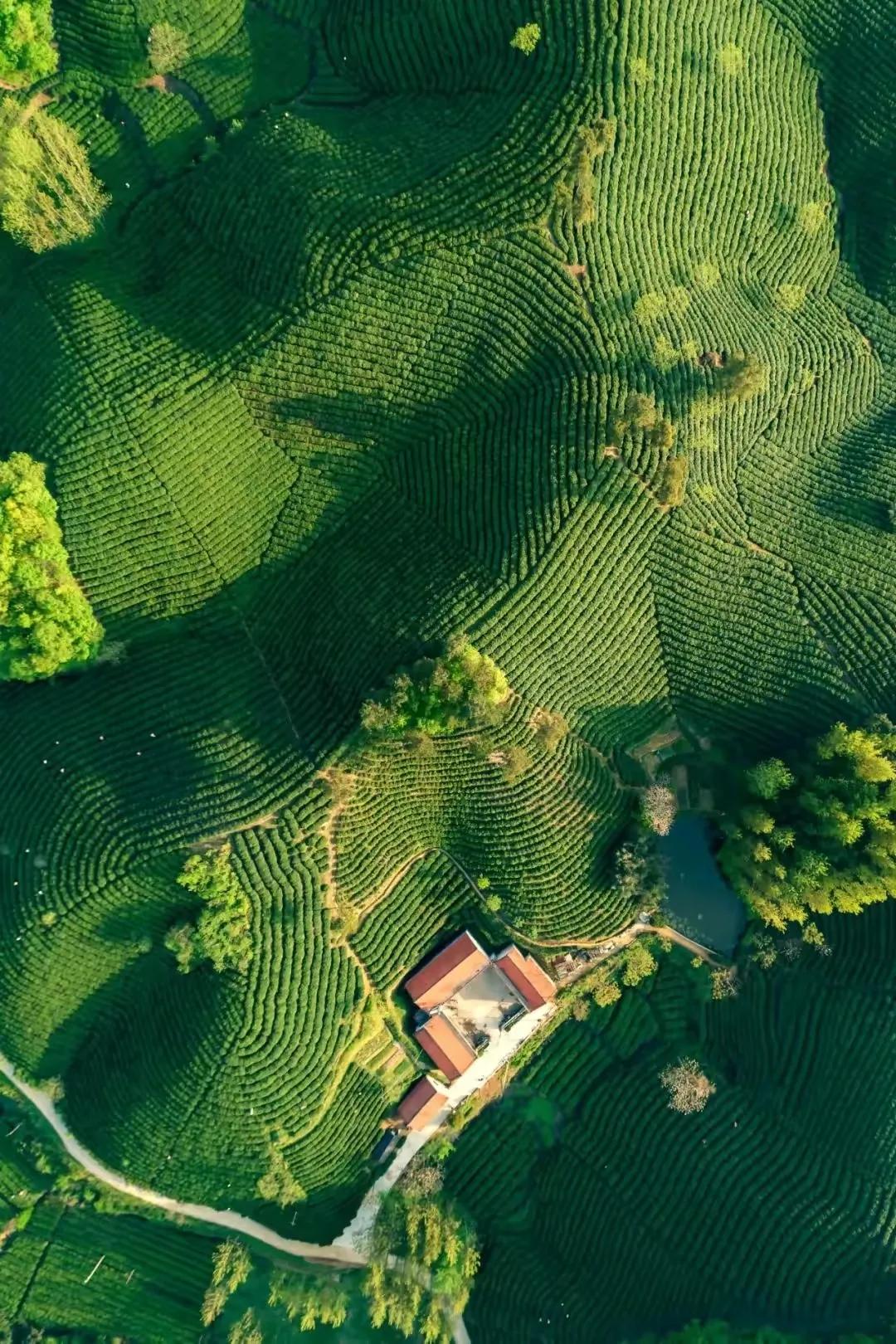 茶叶比赛信阳毛尖,信阳毛尖茶王争霸比赛