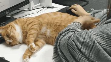 猫咪的10种秘密,养猫咪的5个常识