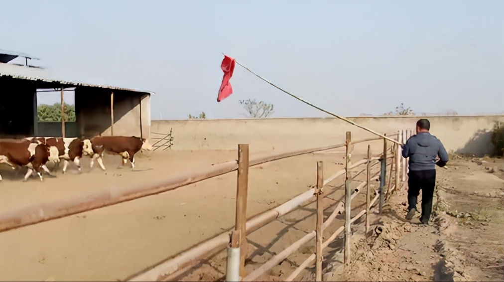大叔创业亏百万靠帮人省钱逆袭,大叔坚持养殖创业4年