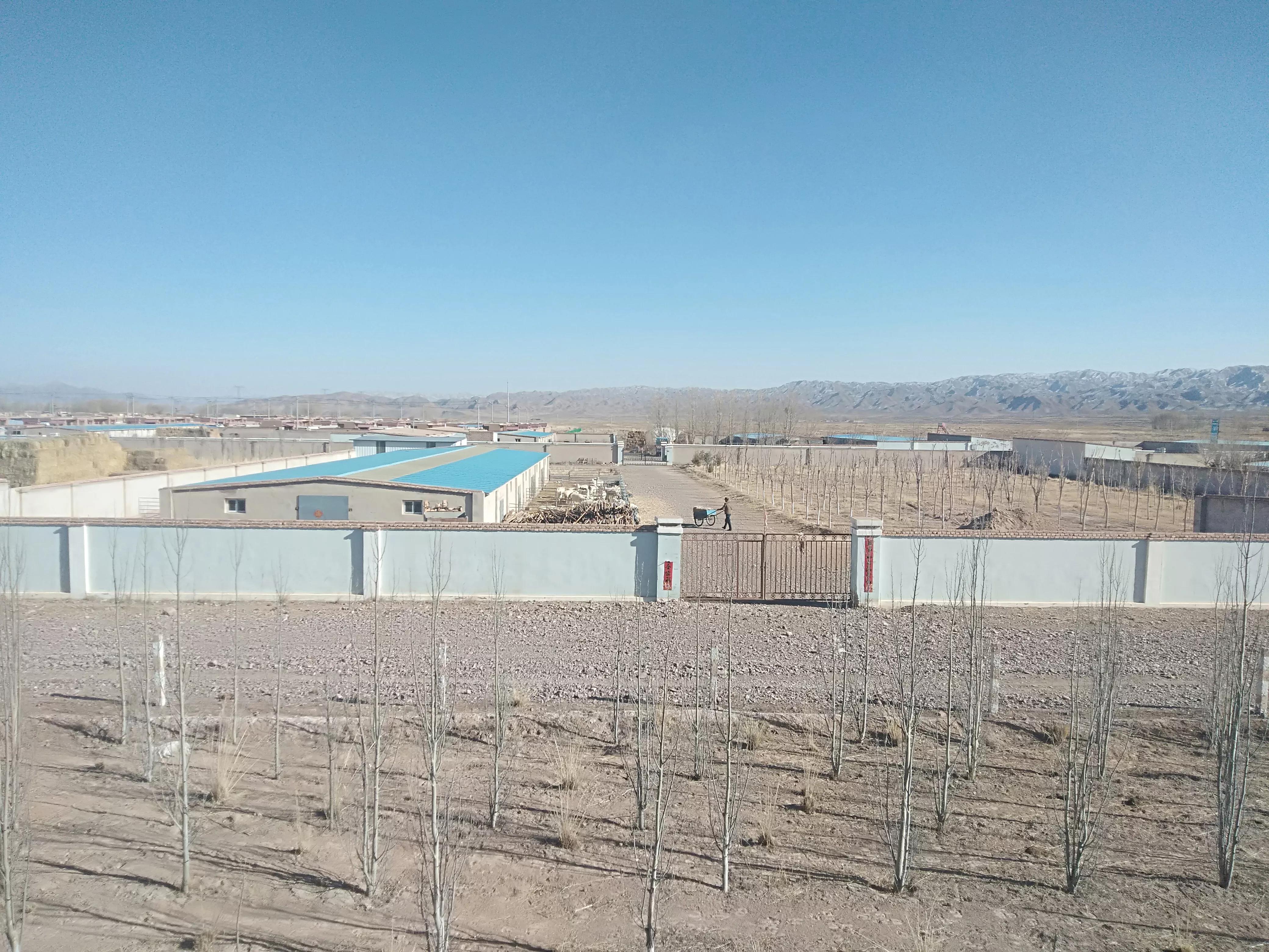 现在的羊价养羊还能赚钱吗,现在养羊什么羊价格好