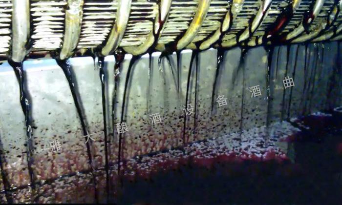 酿造桑葚酒正宗制作方法,怎样泡桑葚酒和制作桑葚果酒