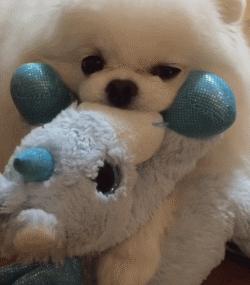 哪种狗最好养又省钱不生病,有这几种特征的狗尽量别养