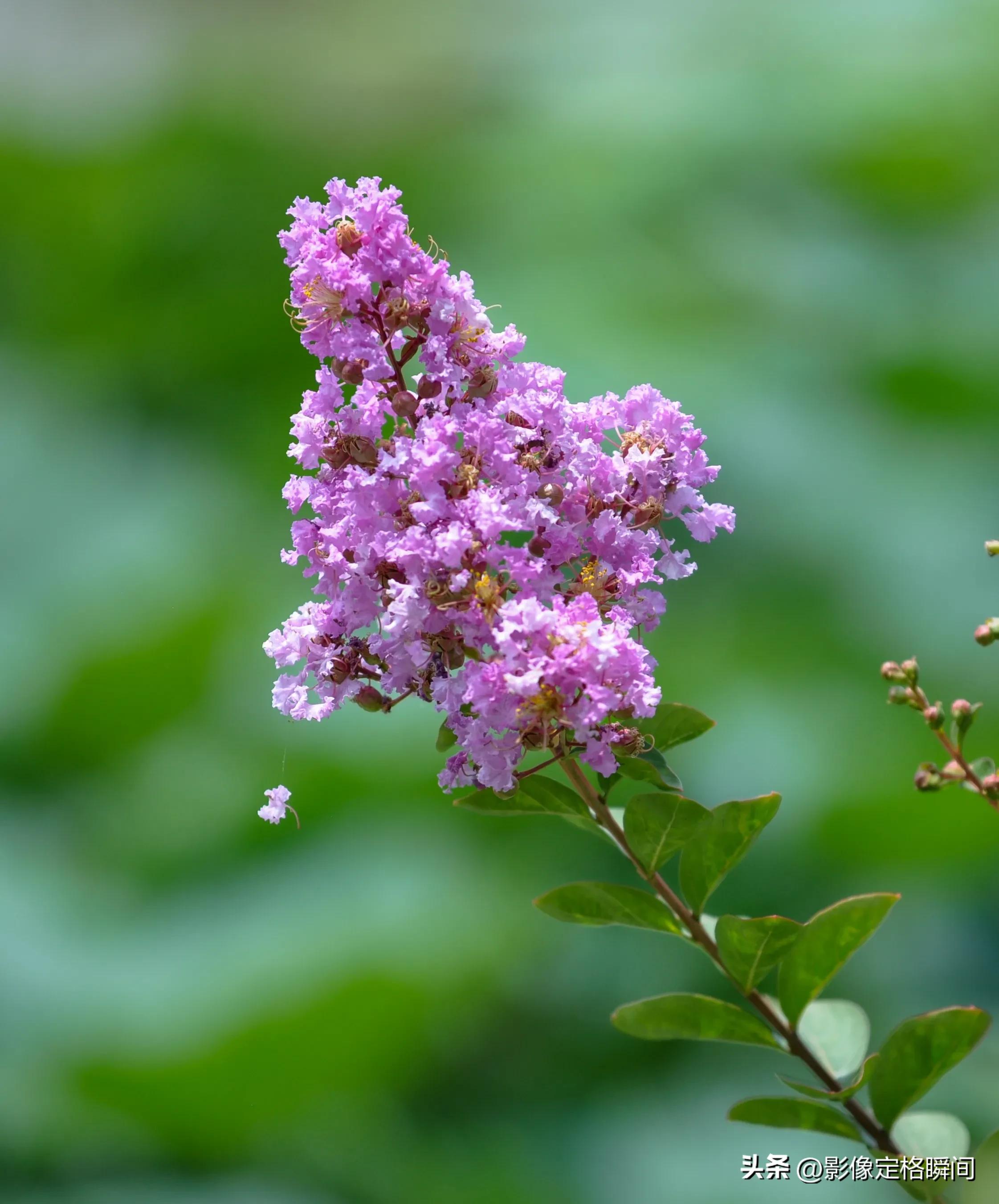 用什么模式拍出来的花更好看,用手机给花拍照怎么拍出高级感