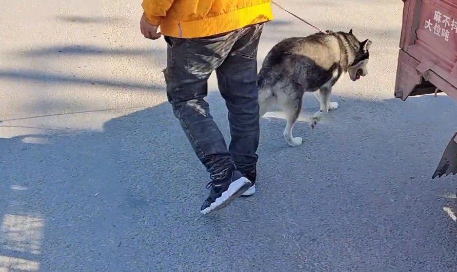 哈士奇被狗主人亲手送进狗贩子,哈士奇被狗贩子卖掉