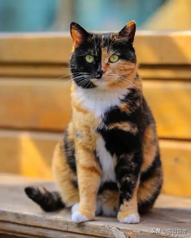 中华田园猫常见猫颜色和品种,中华田园猫最稀有的猫品种