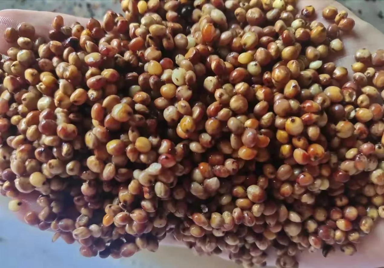 买白酒记住这个口诀,买浓香型白酒