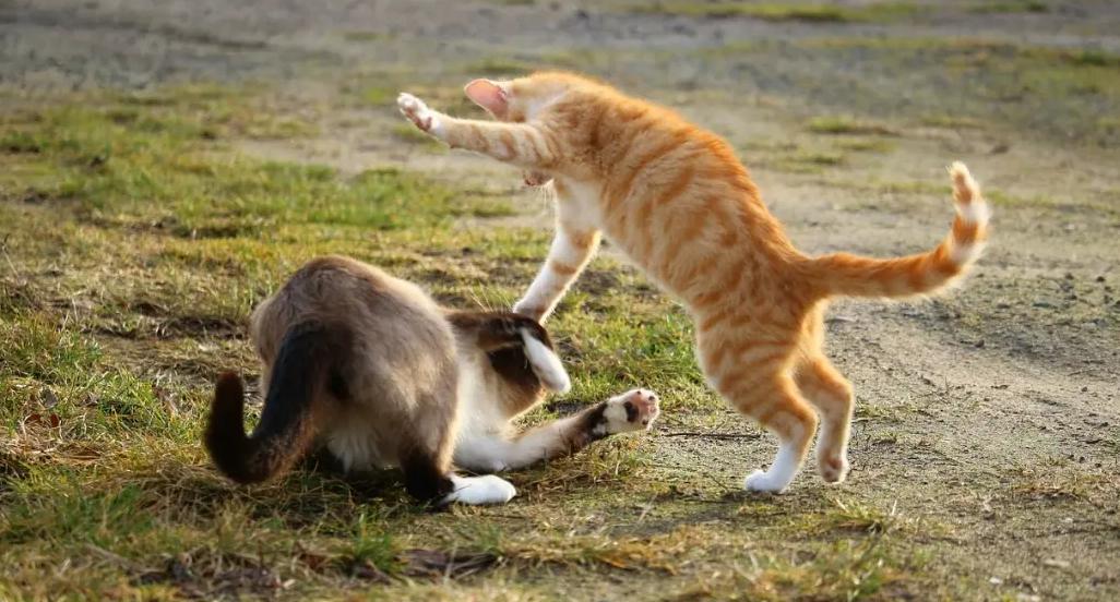 为什么猫咪交配时，公猫要死死咬住母猫的后颈？母猫的声音太凄惨