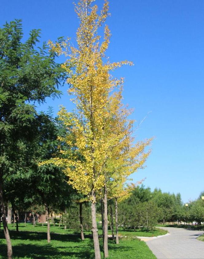 银杏以前价格为什么那么贵,银杏为何已是濒危植物