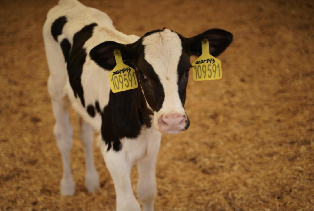 晚点周末丨乳品赛道太挤，朝日唯品的故事从土壤讲起