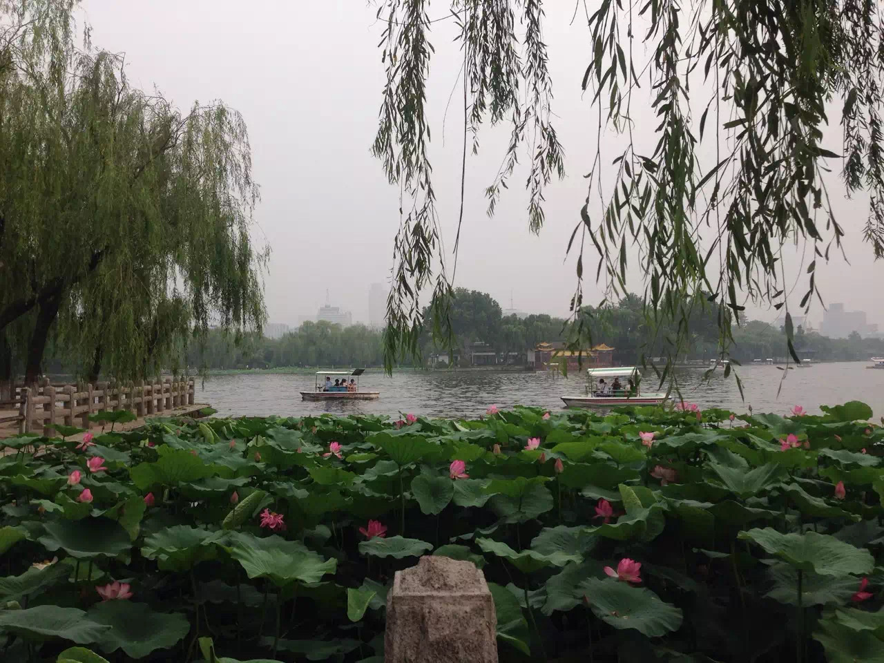 多伦多园丁猴哥猴嫂视频,多伦多园丁猴哥三十年经历