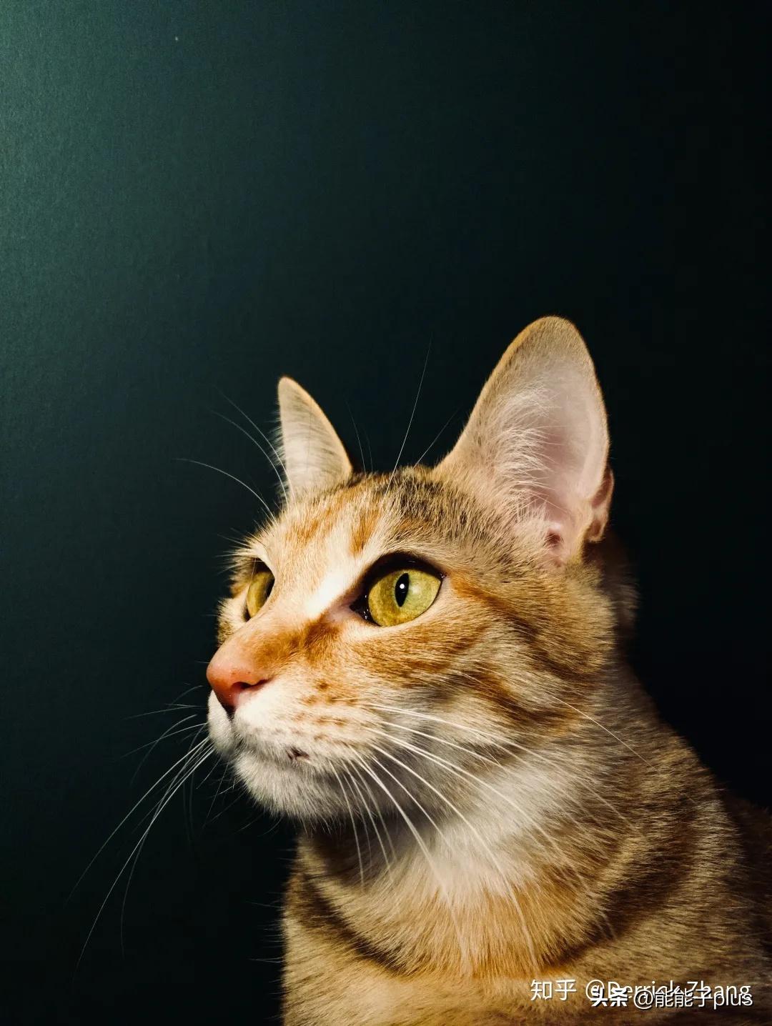 iphone12相机美颜怎么开,iphonex相机最佳设置