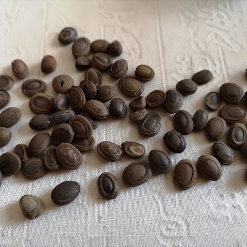 楦跨瘒宸ㄨ憲瀹屾暣瑙嗛,楦跨瘒澶т綔