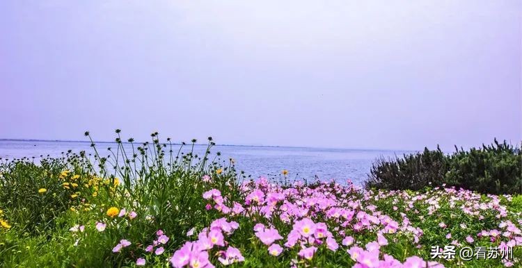 苏州赏花的地方,苏州三月中旬赏花去处